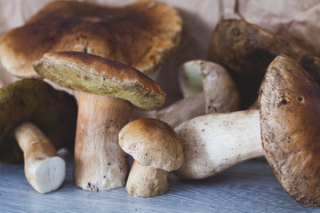 Gifts of nature. White mushrooms closeup.