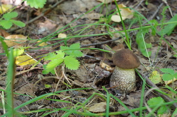 Brown-cap boletus mushroom in the forest