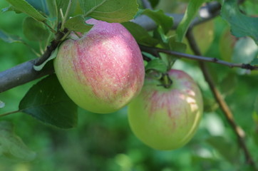 Apples on the tree close up, garden