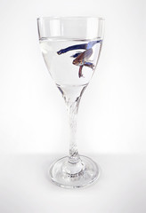 Blue Fish 