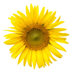 Obraz premium Yellow sunflower isolated on write background