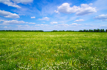 green meadow