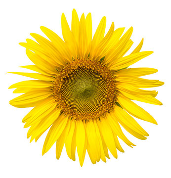 Yellow sunflower isolated on write background