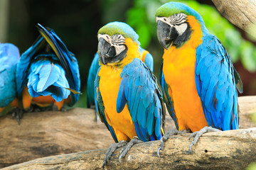Macaws parrots