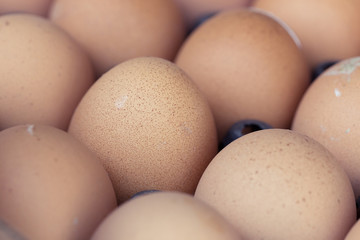 fresh organic eggs from chicken farm agriculture for sale