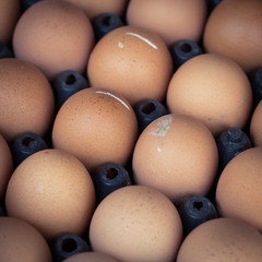fresh organic eggs from chicken farm agriculture for sale
