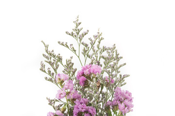 statice flower bouquet  on white background