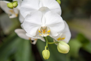 Naklejka na ściany i meble White orchid flowers close-up. Indonesia, Bali.