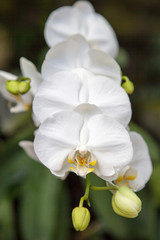 Naklejka na ściany i meble White orchid flowers close-up. Indonesia, Bali.