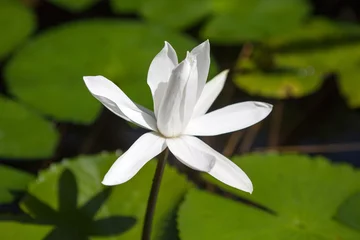 Deurstickers Flowers of the White Lotus from Bali. Indonesia. © Pitcher