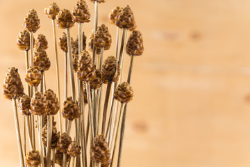 dry grass flower on wood background