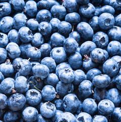 Freshly picked blueberries