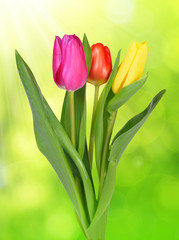 Purple, yellow and red tulip on green natural background