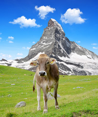 Fototapeta na wymiar Cow in the meadow.In the background of the Matterhorn