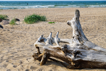 Fototapeta na wymiar Snag on wild sandy beach of Baltic sea