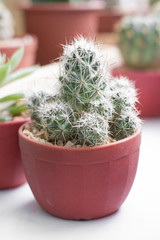 Cactus pot.
