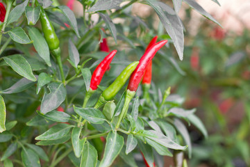 Chilii peppers on tree