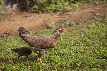 Nature background of Brown hen in the garden