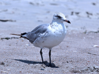Sea gull