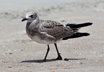 How Now Brown Gull