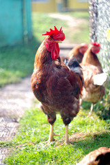 live chicken in a natural environment
