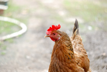 live chicken in a natural environment
