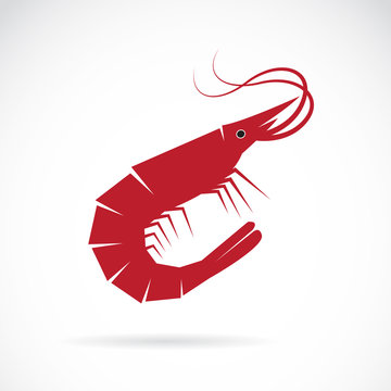 Vector image of an shrimp design on white background
