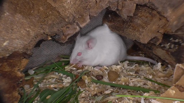 Weisse Hausmaus, Mus musculus