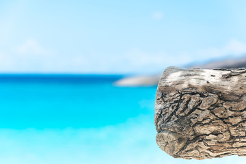 blue sky with beach sea and brance