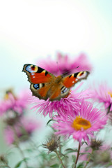 butterfly on a flower close-up