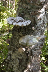 Fototapeta premium Parasite fungi growing on an old birch tree trunk. Kola Peninsula, Russia.