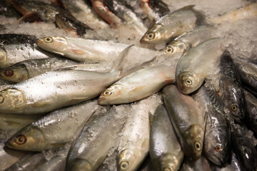 Fresh raw fishes in market stall