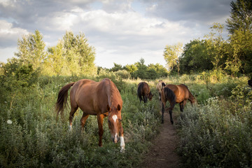 Fototapeta na wymiar Horse in Hungary Countryside