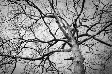 Black and white photo of dead winter tree,Thailand