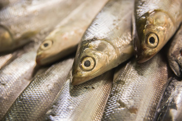 Fresh raw sardines in market stall