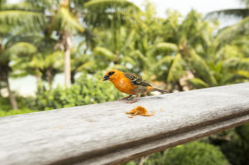 Female red fody, Foudia madagascariensis, Seychelles and Madagascar bird. Image taken in Praslin island, Seychelles. Male are are brightly coloured (red, yellow and black) and female are brown.
