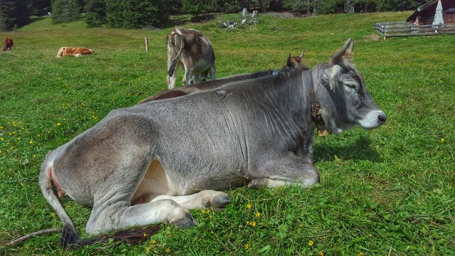 Tirol - Bergk&uuml;he 