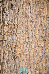 Bark background texture