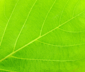 Fototapeta na wymiar Close up - New Green leaf texture