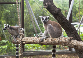 Кошачие лемуры в вольере Геленджикского Сафари-парка (Lemur catta)