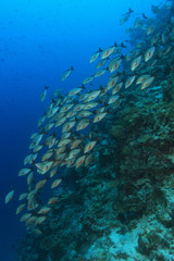 Humpback red snapper (Lutjanus gibbus) in the tropical coral reef 