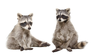 Two raccoon sitting together