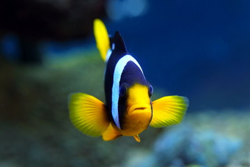 Aquarian fish of Amphiprion clarkii