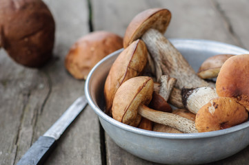 Picked edible forest mushrooms