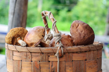 Picked edible forest mushrooms