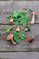 Picked edible forest mushrooms