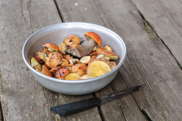 Picked edible forest mushrooms