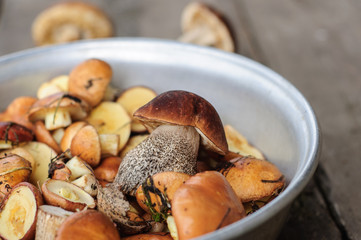Picked edible forest mushrooms