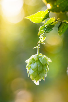 Close-up of common hop cone in soft light