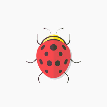 Ladybug, flat design, vector illustration